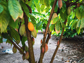 The cocoa tree Unripe organic Cocoa fruit, Theobroma cacao with fruits, Green cocoa raw cacao tree...