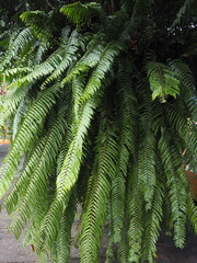 Tiger fern : Nephrolepis sp. cultivar, green leaf stalks are slender like a woman's sash. It is a large bush-shaped fern that is commonly hung as decoration in cafes and restaurants. green plant. 
