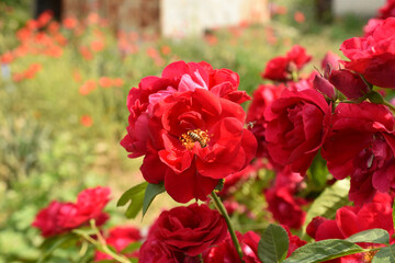 Bush of blooming rose flowers in the garden.