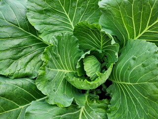 The organic cabbage that has not yet wrapped into a round head. (Brassica oleracea Linn. Var.)....
