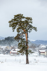 Isolated tree in the snow, the famous winter resort of Bakuriani