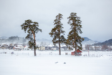 Isolated trees in the snow, the famous winter resort of Bakuriani