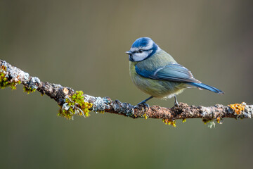 Herrerillo común (Cyanistes caeruleus) en posadero VIII
