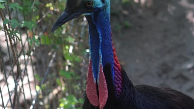 Close-up photo, cassowary in a cage, Casuarius is a genus of birds in the order Casuariiformes. Selective focus.