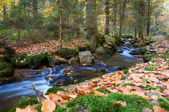Bach mit Herbst Bl&auml;ttern im Wald