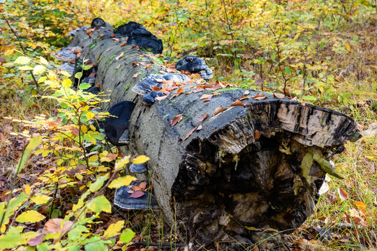 Alter Baumstamm mit Baumpilzen im Herbst
