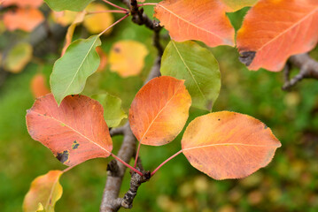 Colorful autumn leaves of an apple tree in the garden. Beautiful red and yellow leaves. The colors of autumn.