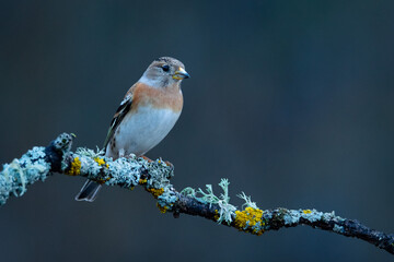 Pinzón real hembra (Fringilla montifringilla) sobre posadero II