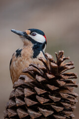 Pico picapinos (Dendrocopos major) junto a una piña (Vertical)
