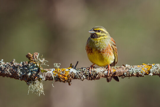 Escribano sote&ntilde;o macho (Emberiza cirlus) en posadero I