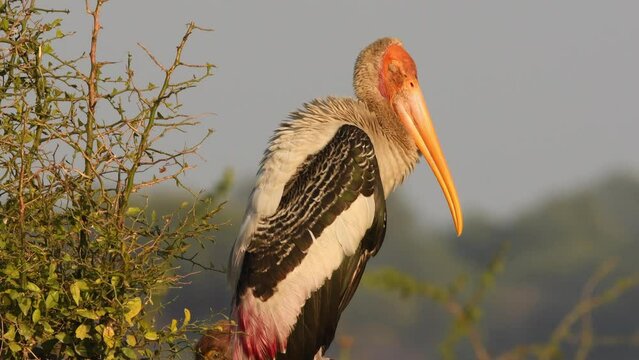 Extreme closeup shot of painted storks or Mycteria leucocephala adult winter migratory bird in basking in golden hour evening light at keoladeo national park bharatpur bird sanctuary rajasthan india