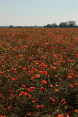 red poppy field