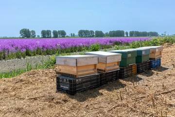 Wandaufkleber Aan de rand van de akker staan bijenkasten die voor de bestuiving zorgen. De bloemen worden hier geteelt voor het bloemzaad. © ArieStormFotografie
