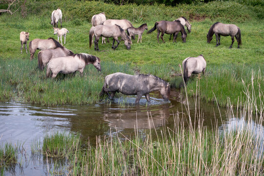 Een kudde konikpaarden met veulens in de Slikken van de Heen. De paarden genieten van het water om een modderbad te nemen of te drinken.