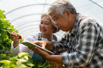 Happy cute couple Asian couple senior farmer working on an organic strawberry farm and harvest...