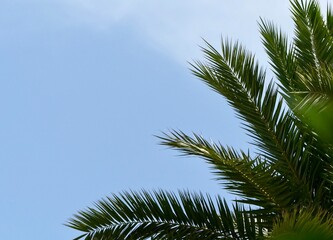Fototapeta premium Palm tree leaves