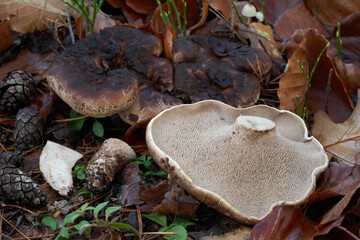 Edible mushroom Sarcodon squamosus in the pine forest. Known as Scaly Tooth. Wild brown mushroom on the ground.