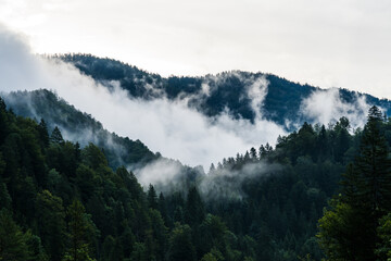 Clouds hanging in a mountain forest made of pine trees