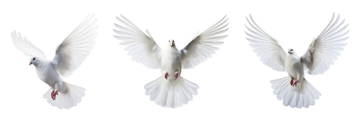 Obraz premium A set of single white color pigeons flying isolated on a transparent background in the top view. PNG