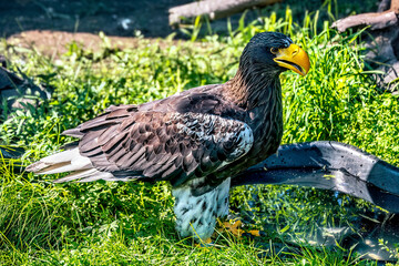 Giant Steller's sea eagle with a large yellow beak against the background of nature.