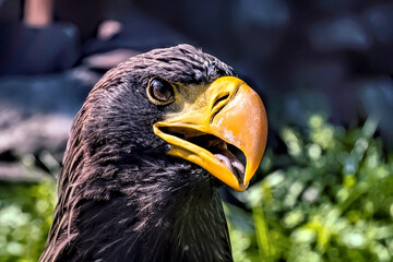 Giant Steller's sea eagle with a large yellow beak against the background of nature.