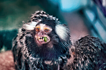 A small marmoset monkey eating an orange.