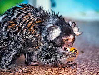 A small marmoset monkey eating an orange.