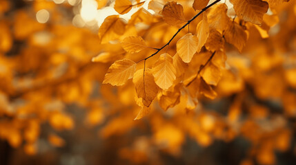 Autumn leaves in the park, background