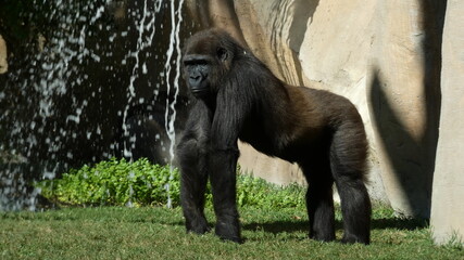 Gorila a cuatro patas con agua de fondo - obrazy, fototapety, plakaty