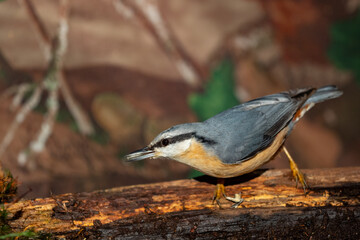 Ein Kleiber an der Vogeltränke