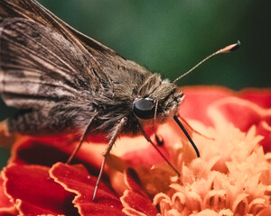 A focused tan and brown skipper butterfly using its proboscis tongue to drink nectar from a...