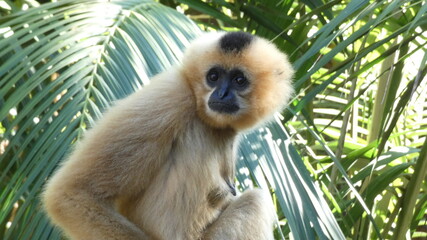 Mono gibón de cerca
