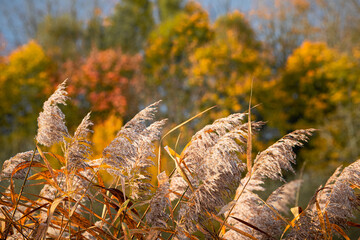 Schilf im Herbst bei Sonnenschein