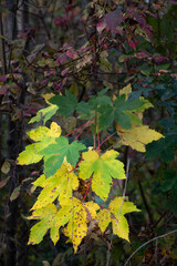 Herbstliche Impressionen aus der Natur