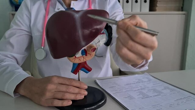 Doctor shows artificial plastic model of liver closeup