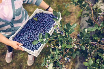 Woman picking fresh blueberries on a farm.