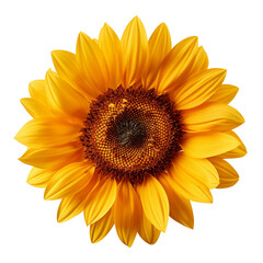 sunflower isolated on white