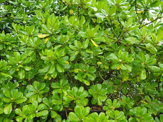 Obraz premium Beach Naupaka or beach cabbage (Scaevola taccada) bright green leaves Spoon-shaped, oval-shaped leaves and have white tropical flowers. Grows on beaches, rocky beaches, coastal areas. green background