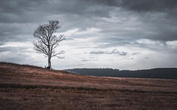 Einzelner Baum im tr&uuml;ben Wetter