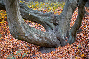 Herbstliche Impressionen aus der Natur