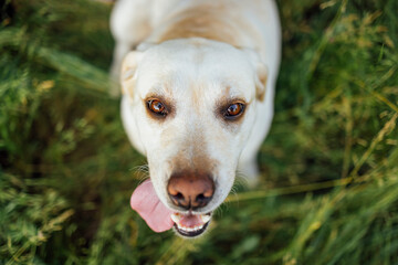 Close up of a cut golden labrador retriever in nature. A beautiful domestic dog