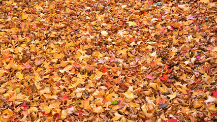 日本の秋のカラフルな落ち葉