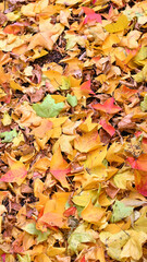 日本の秋のカラフルな落ち葉