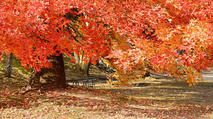 日本の秋の綺麗な紅葉