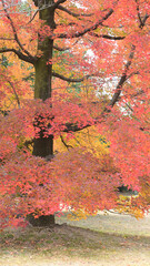 日本の秋の綺麗な紅葉
