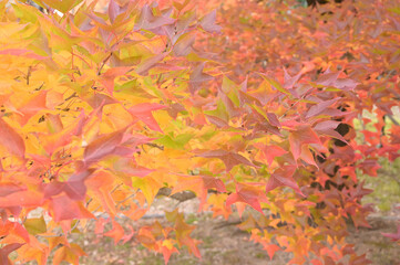 日本の秋の綺麗な紅葉