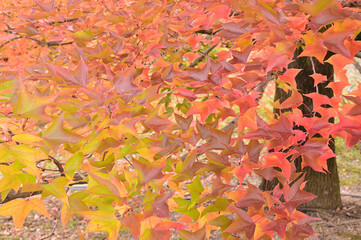 日本の秋の綺麗な紅葉
