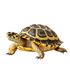 Obraz premium turtle isolated on white