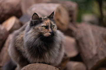 Naklejka na ściany i meble Tortoiseshell long haired cat sitting on wooden logs, looking right