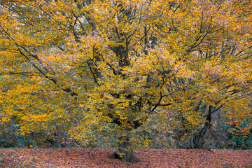 Herbstliche Impressionen aus der Natur